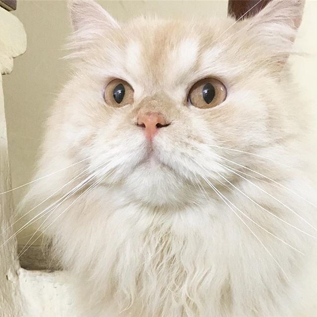 meepothecat's tweet photo. Something just running through, isn’t it? 👀🦁🤣
.
.
.
.
​#meepocat #cat #cats #catsofinstagram #catstagram #cute #kitten #topcatphoto #adorable #catlover #bestmeow #gato #meow #fluffy #instacat #petsagram #kawaii #catoftheday #ilovemycat #catlovers #we… https://t.co/vPCFEIN3gA https://t.co/3dtbsY8ts4