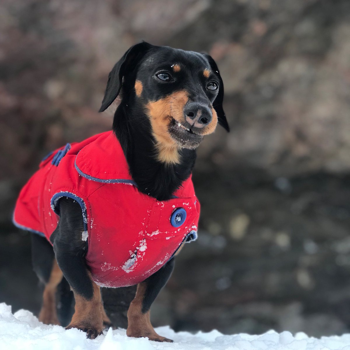 Celeb_Dachshund's tweet photo. When you’re trying to take a majestic af pic but end up trying to hold in a sneeze. https://t.co/5Nu505Wgq1