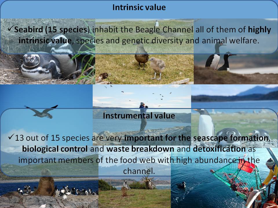 andrearayarey2's tweet photo. 2/4 Seabirds are of highly intrinsic value per se. Given their abundance and as top and meso predators are very important in seascape formation, biological control and nutrient cycling, instrumental values not well studied and even less communicated to society. #WSTC4 #ConsBio2 https://t.co/sm4OJk2tb8