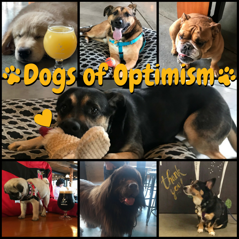 OptimismBrewing's tweet photo. Check out all of the pups (new and regulars!) hanging out at Optimism! Treat yourself to a beer and we'll treat your dog to some tasty treats. 🐾 #dogsofoptimism #woof4beer https://t.co/djehy8dhoG