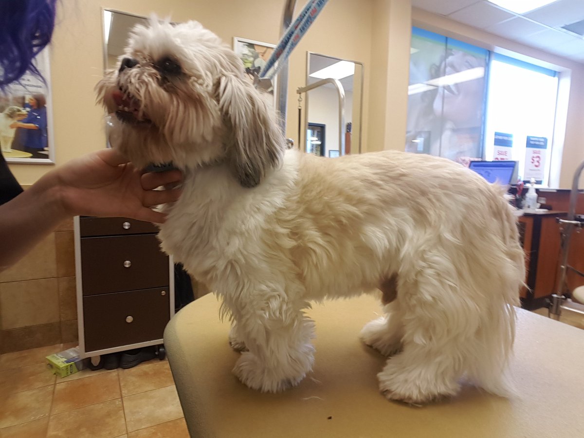 Lacie #2233 #CNY Extreme Makeover #northeastgrooming