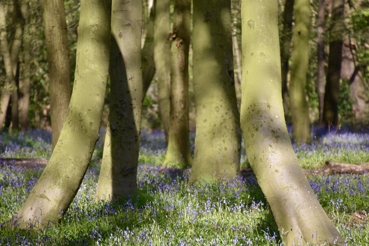 CoLEppingForest's tweet photo. It's officially #bluebell season in #EppingForest!  If you're heading to Chalet Wood in #WansteadPark please may we ask you to stick to the designated log pathways and, as with all wildflowers in the Forest, please do not pick the flowers.  Help us conserve this delightful flora! https://t.co/nft5i6p4k7