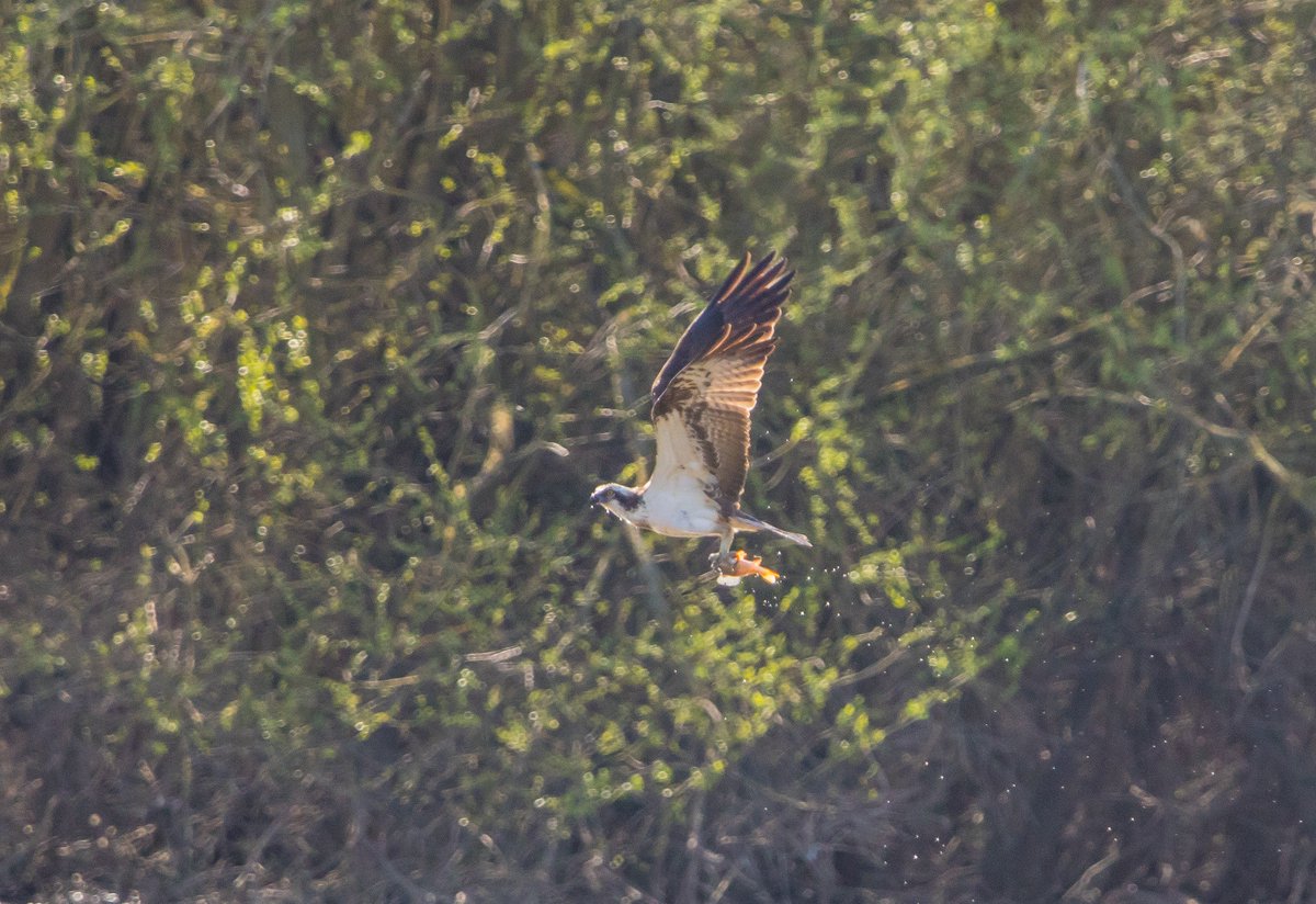 BoatBirder's tweet photo. After an excellent days birding in Suffolk with @alanbodd @clermont_de managed to get back to home turf #brandonmarsh in time to see this Osprey fishing this evening! Challenging photo's in harsh light! Thanks to @John1Coakley for keeping us up to speed with proceedings! https://t.co/YwuesnWMqb