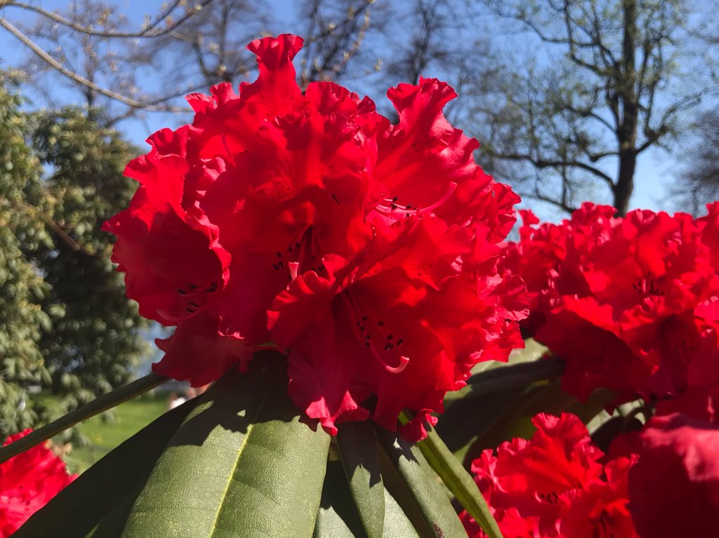 schnattchenrena's tweet photo. First #Rhododendron ❤️ #SpringBloomers #gardenbeauty https://t.co/SJWpay3iEB
