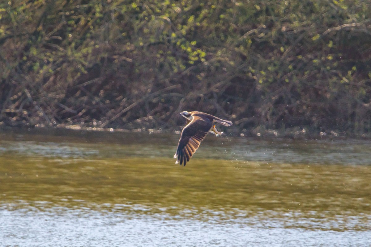 BoatBirder's tweet photo. After an excellent days birding in Suffolk with @alanbodd @clermont_de managed to get back to home turf #brandonmarsh in time to see this Osprey fishing this evening! Challenging photo's in harsh light! Thanks to @John1Coakley for keeping us up to speed with proceedings! https://t.co/YwuesnWMqb