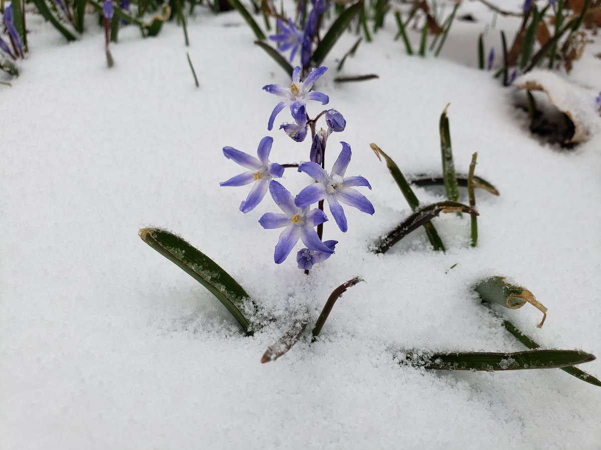 It’s SNOW Joke! There are signs of spring out there, and here's proof! 

But...We’re closing at 5 p.m. today due to the wintry weather.

Please note: the Make an Ancient Gourd Vessel Workshop scheduled for this evening from 6-9 p.m. will be rescheduled for a later date.