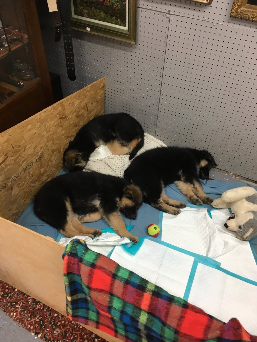 Up_Energy's tweet photo. If the sudden warm weather is just too much, do as these little guys were doing earlier today #Devonhour https://t.co/ClQMjwQ31l