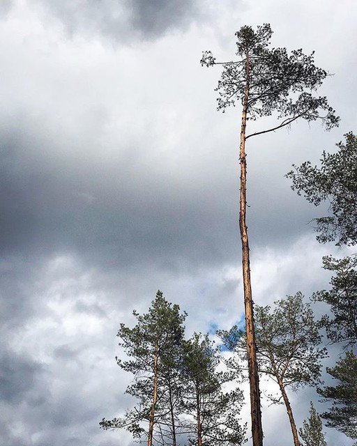 JosephStec's tweet photo. Irpin Rising. .
.
#irpin #tree #irpen #iрпiнь #ирпень #київ #киев #україна #украина #природа #облака #весна #tall #legend #stechouse #cl... https://t.co/8QyTHuJ7jT