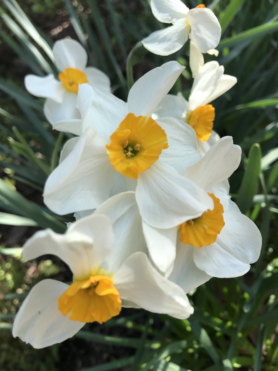 sprout_city's tweet photo. Make sure you're getting outside today and enjoying this great weather!

#sun #sunshine #clearskies #spring #flowerpower #bloom https://t.co/MSRfuqKvvH