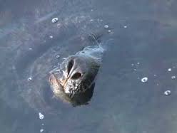 RHomeTweetHome's tweet photo. MY APRIL POST: ARE YOU FEARLESS ENOUGH FOR THESE ANIMAL FACTS?
Looks can be deceiving!
🐌https://t.co/kzQex3C5fi
#Fearless #AnimalFacts #WhatIfTimes #EarthDaze #CreaturePower #EndangeredSpecies #HumanityinQuestion https://t.co/ENABGn3yAk