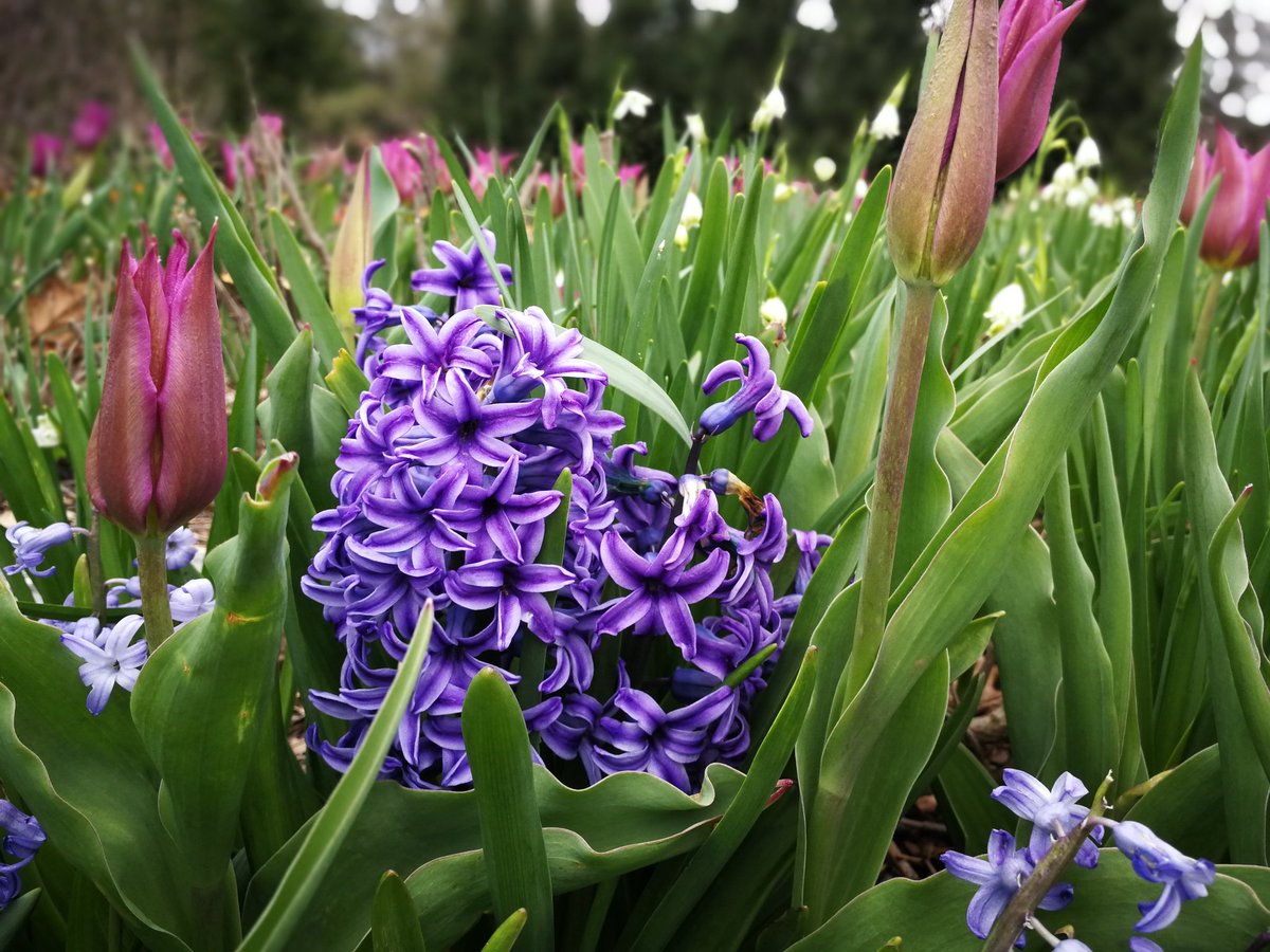 ThingsAboutTea's tweet photo. Happy spring! #WednesdayWisdom https://t.co/YCzMwx2hl3