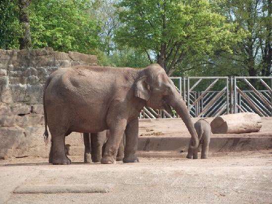 DreamPropNW's tweet photo. The Sun is shining time to visit the zoo. #chesterZoo #secretLifeOfTheZoo #VisitChester #chesterTweets #familyFun #VisitChester #zookeeper #Family https://t.co/kkWFh1XAmr