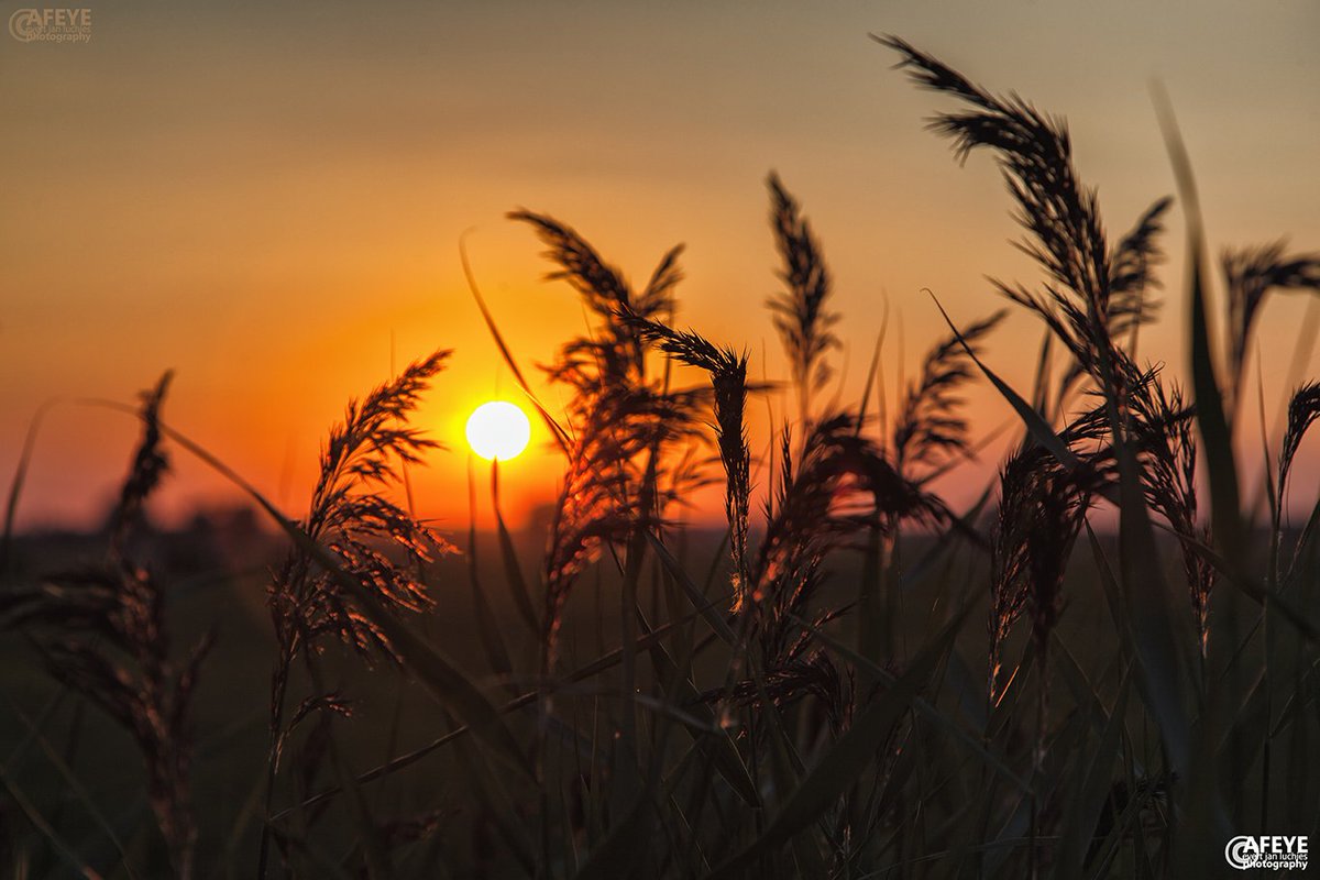 afeye's tweet photo. De #Zomer is begonnen, zo lijkt het. #Zonsondergang #Helwerd #Groningen.

https://t.co/ywzL1fQfZK https://t.co/8RWcK8Fq4b