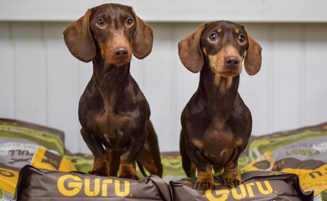 GuruPetFood's tweet photo. Oh my Guru...
Itβs Top dog Models Jacob & Bruno ππ
(Oh, and a whole lotta GURUliciousness π)
Read all about their visit to make your mouth water π€€π
https://t.co/X3Y4mWKttu
#woofwoofwednesday #ColdPressedObsessed https://t.co/1gsaxHCJkP