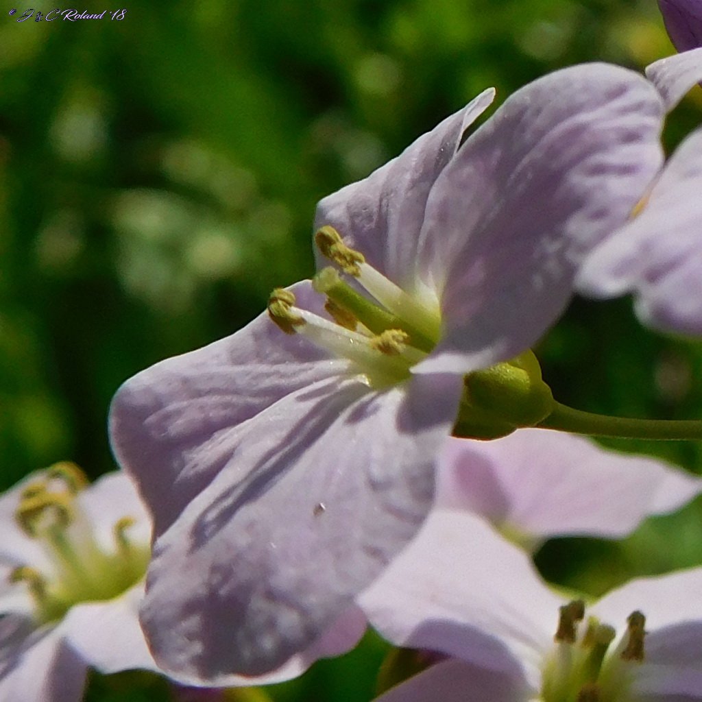 ChrRoland's tweet photo. De andere #pratensis op de foto. Ook uit de weide dus. Cardamine pratensis. https://t.co/PdvFOHlITw