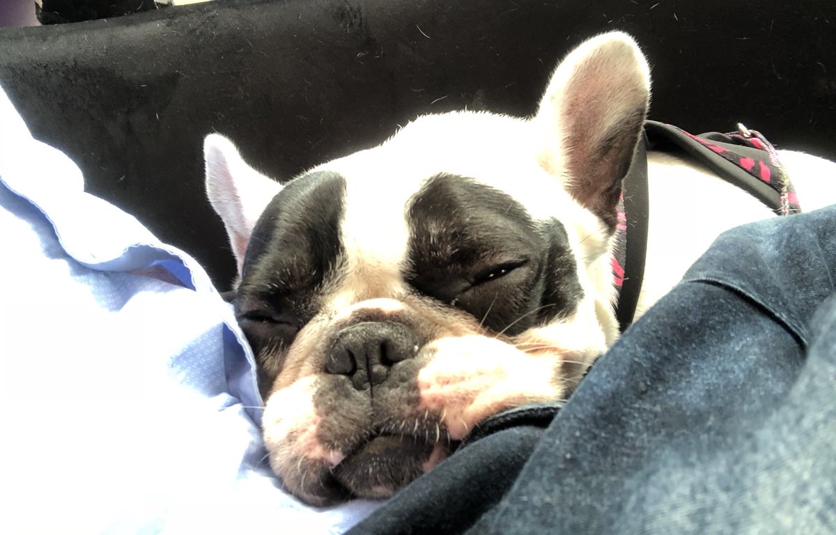 Koketitos's tweet photo. Tarde de siesta 😴😴❤️🐾 https://t.co/H3P3HPp0RZ