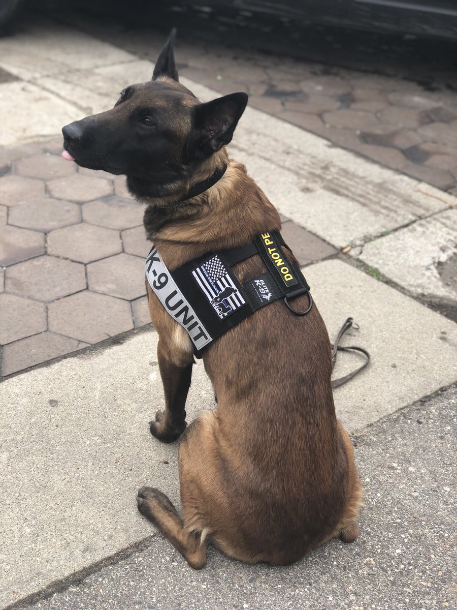 Vkarschnia's tweet photo. Nothing made me happier than seeing WSUβs Police Department K-9 Havoc today! Look at that tongueπ #CollinRoseβ€οΈπΉ https://t.co/psRzPRAOJy