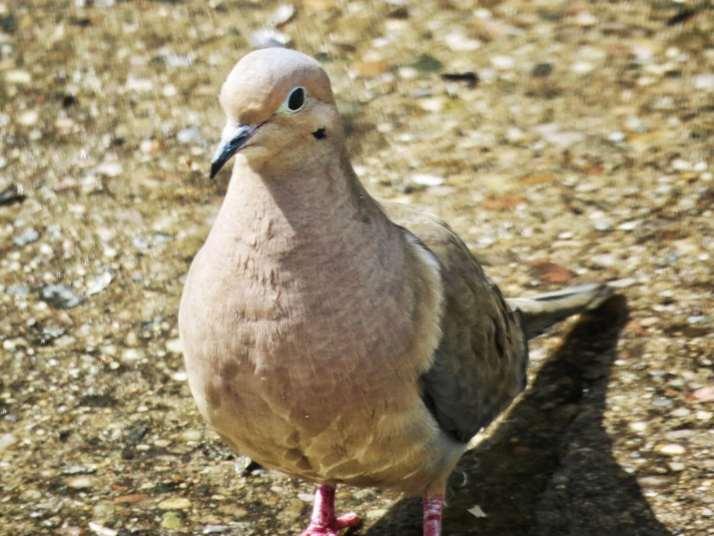 mikulichj's tweet photo. Love doves. #birdyourworld #yearofthebird https://t.co/qgPbB9OBv2 https://t.co/Df2cy5G6wz