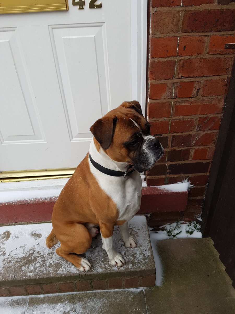 Ricky_Murray81's tweet photo. Harvey waiting patiently to get go in @BoxerFanClub @BoxerDogUnion @BoxerNews https://t.co/Y1AOsZW6RN