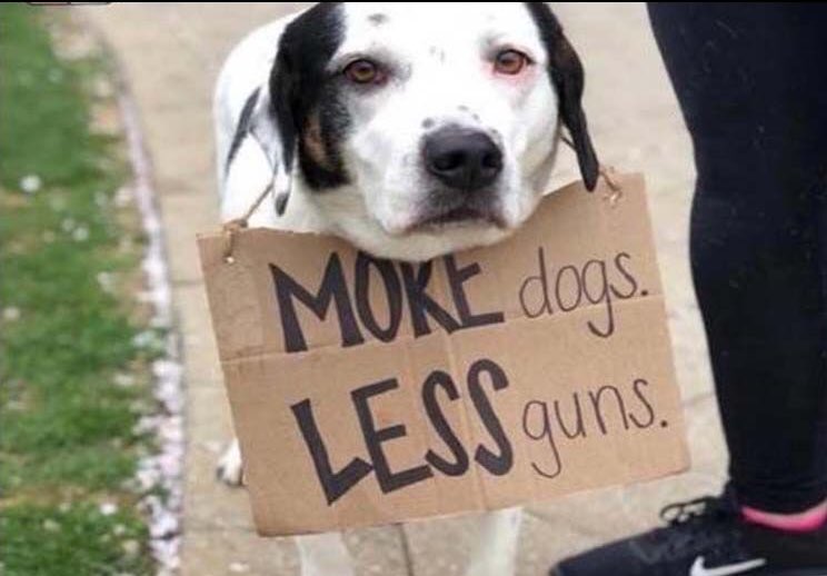 sjneedsanap's tweet photo. #MoreDogsLessGuns https://t.co/qW5Np9U6Uy