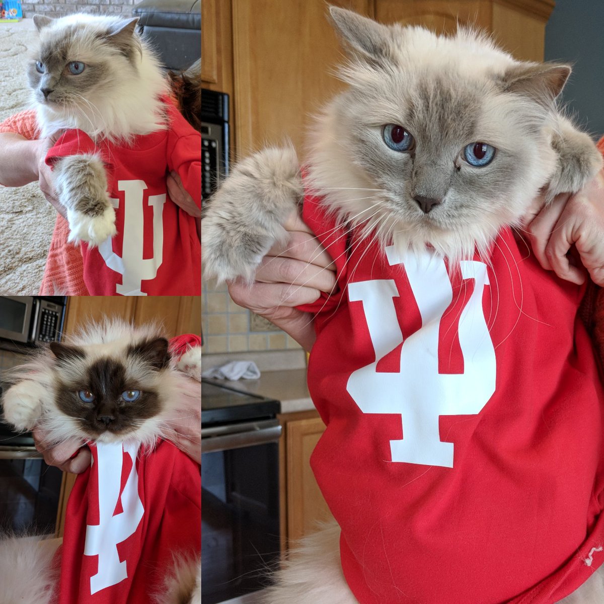 Pluto, Neptune and Saturn are dressed in their
purrfect, hand-made catfits that exude IU spirit. 
Like and Retweet to show your support for this cute kitty trio. #IUDay