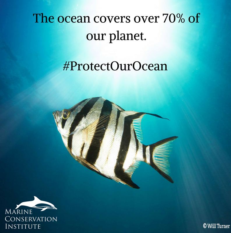 savingoceans's tweet photo. We use the latest science to find healthy #ocean ecosystems and fight for their protection. With your help, we can #ProtectOurOcean: https://t.co/Yfl6T5egvm #GLORES #MPAtlas #EarthDay https://t.co/af5OMg6S5N