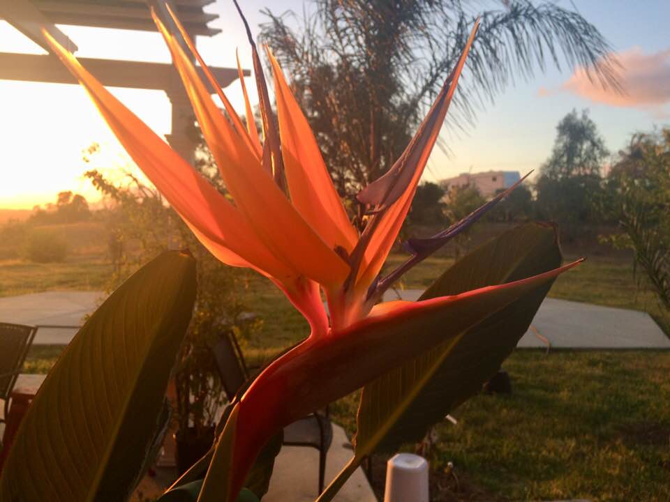cathernruaneart's tweet photo. Sometimes these flowers blow my mind.
https://t.co/fdgxH66gj1
#flower #mindblowing #nature #artandnature #beauty #mystery #earth #view #sunlight #artistic_share #losangelesartist #artmatters #process_of_creativity #inspiration #catherineruaneart https://t.co/5iqtHRKe3G