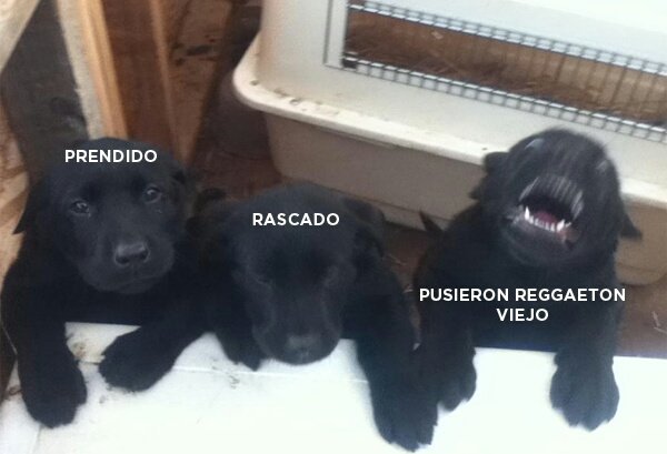 Harrinsonx's tweet photo. Las fiestas tienen 3 etapas... https://t.co/ytB2GkGunF