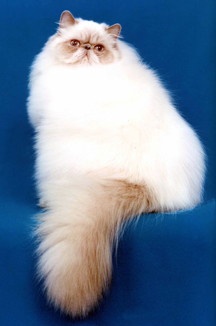 CoolCatLovers's tweet photo. Follow us

Welcome to https://t.co/DuD6BilwuX

#caturday #gift https://t.co/xQ9ClW9LtU https://t.co/2OLYS6wKL3