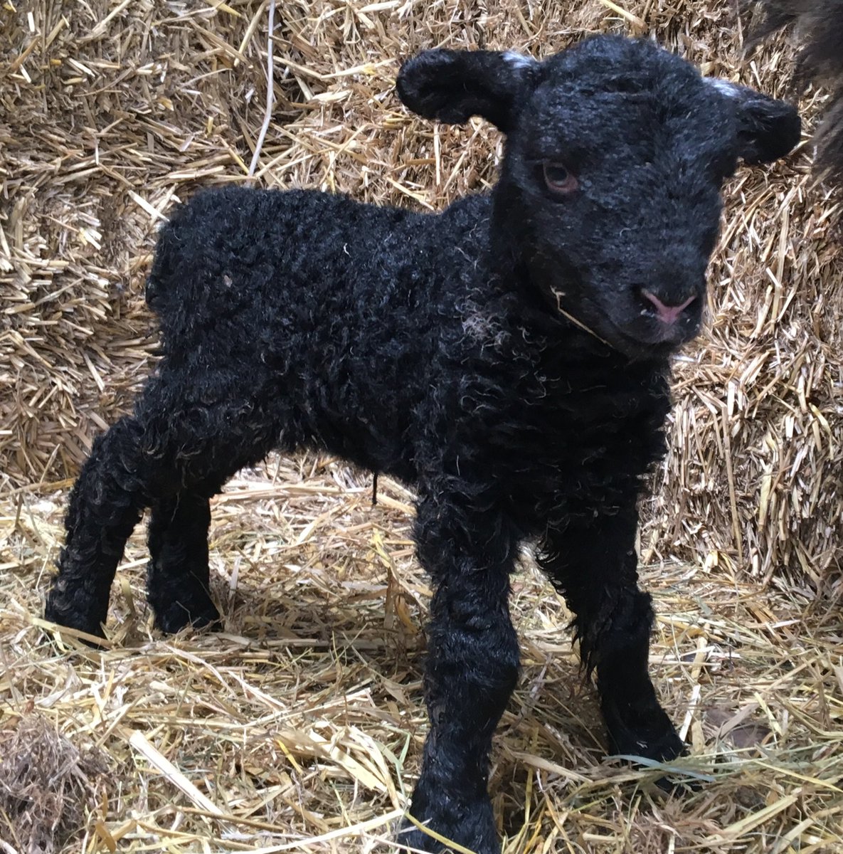 herdyshepherd1's tweet image. And God said let there be Herdwick lambs with little wrinkles on their noses... and there was, and it was good