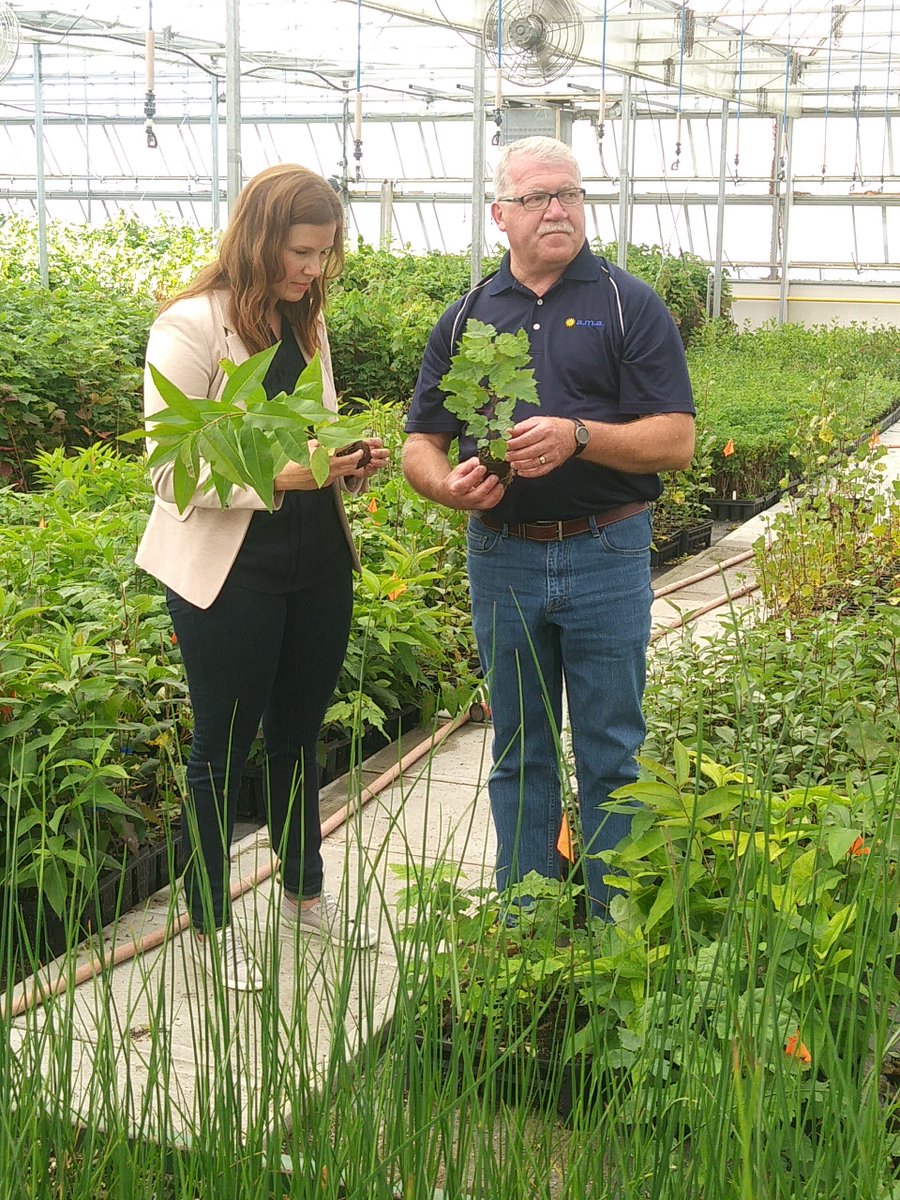 amahort's tweet photo. Grounded in #agricultural & #horticultural #research, #RootSmart™ is an innovative #tree #propagation system that produces better quality #trees, helping growers increase profitability, & delivering healthier, more beautiful trees to consumers. #endrootgirdling #healthytrees https://t.co/hHYrXvpbSZ