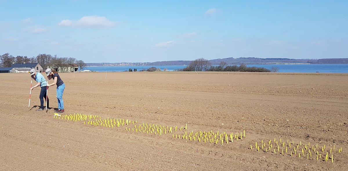 PlantBreedFarm's tweet photo. Hand planting #fababean populations @PlantBreedFarm on a beautiful sunny day.
#PlantBreeding #EmbracingNature #PlantBreedingDK https://t.co/FPDgB6zl9l