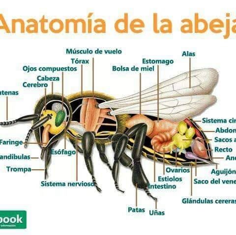 ¡Anatomía de una abeja!🐝
