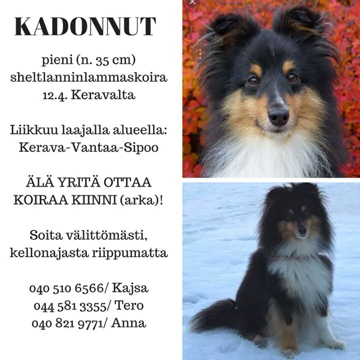 hilputin's tweet photo. Edelleen karkuteillä. Kaikki havainnot ilmoituksen numeroihin, kiitos. #koirakateissa #shelttikateissa #sheltti #shetlanninlammaskoira https://t.co/6shxA1YFbu