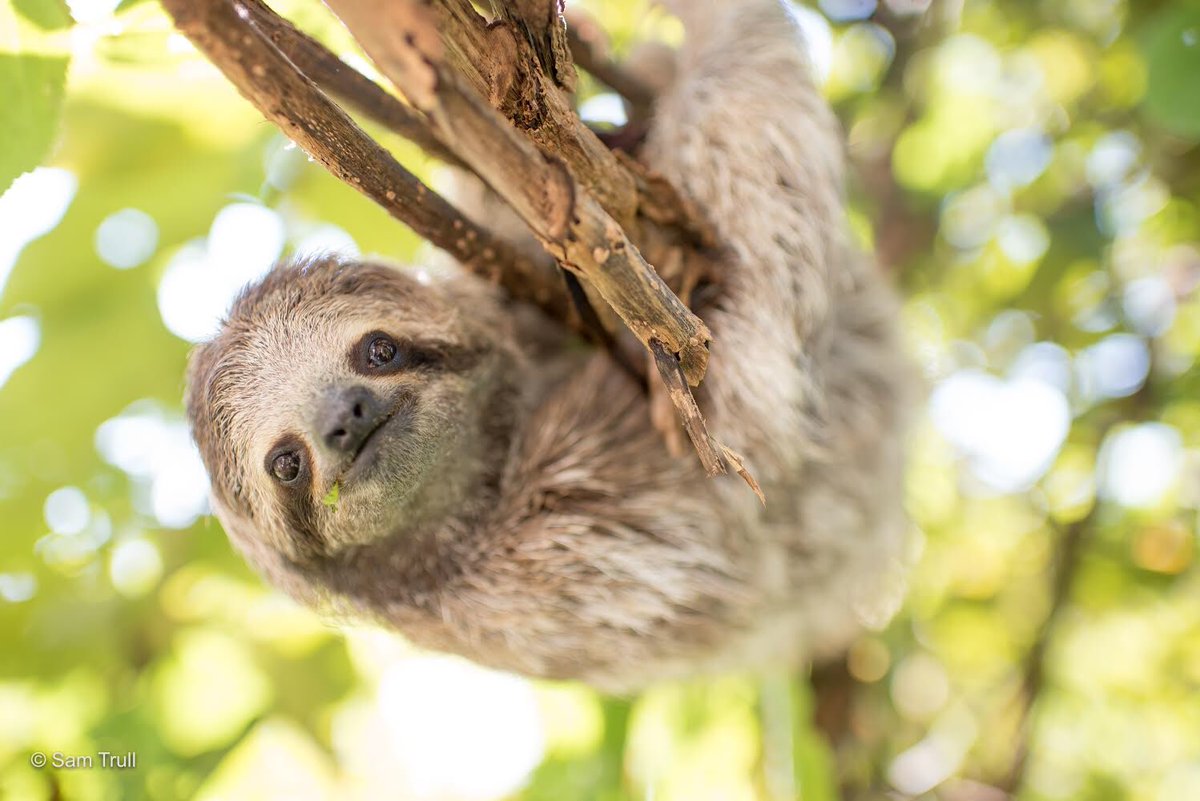 That face when you see bae sharing a leaf with another sloth... #slothlove #sloths #NotAPet #BornToBeWild #wildlife #costarica