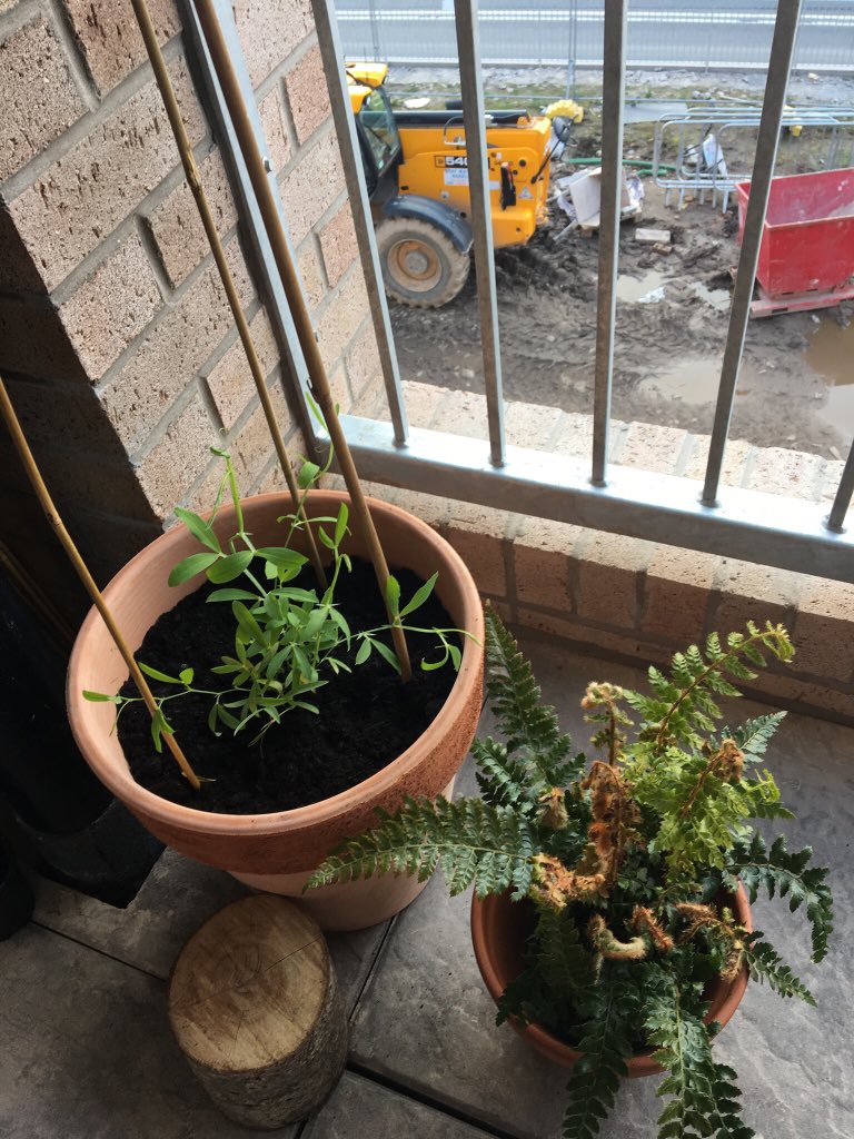 scottmcintyre72's tweet photo. Love planting up my balcony... #balconylife #plunts #newpad #newstart https://t.co/3dvUmQdvCr