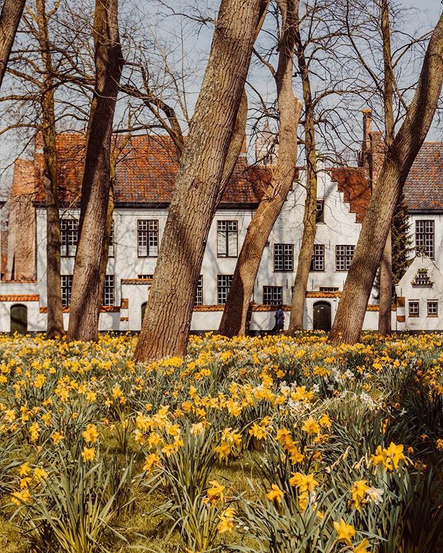 brewsbitesights's tweet photo. Planning a trip back here already for some 🍻&🍫. Anyone have tips for Antwerp and Ghent?
.
.
.
.
.
#visitbruges #brugesbelgium #daffodils #travelislife #travelwithme #wanderlustwednesday #worldplaces #worldcaptures#traveleurope #travelmore #weekendesc… https://t.co/WMfwjR5nd8 https://t.co/XJoqh9OHqx