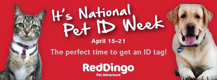 reddingo_'s tweet photo. 1 in 3 pets become lost in their life time. Make sure you have an ID tag for your pet so they can find their way back to you, should they become lost! https://t.co/6gT9pGsWeq