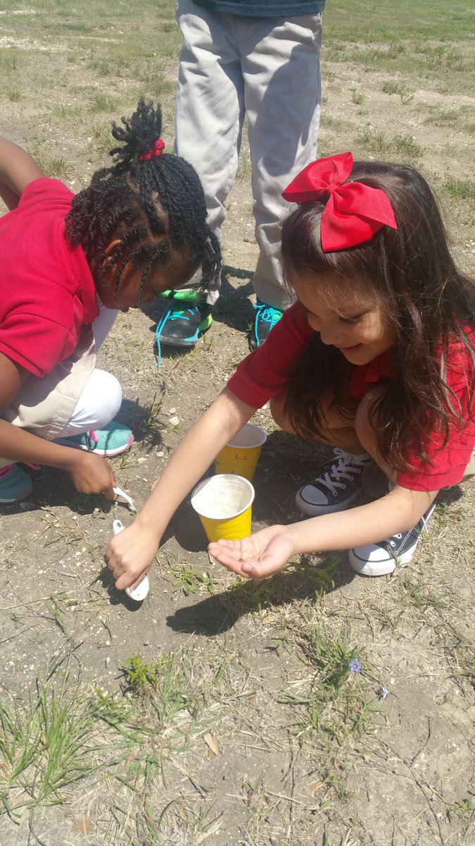 MerileeBarring2's tweet photo. During science class today we went to dig in the dirt. One scholar got a nice surprise. A ladybug decided to visit her. She was so excited. @CHISDCP #learningbeyondthewalls https://t.co/BFUvInUsfM