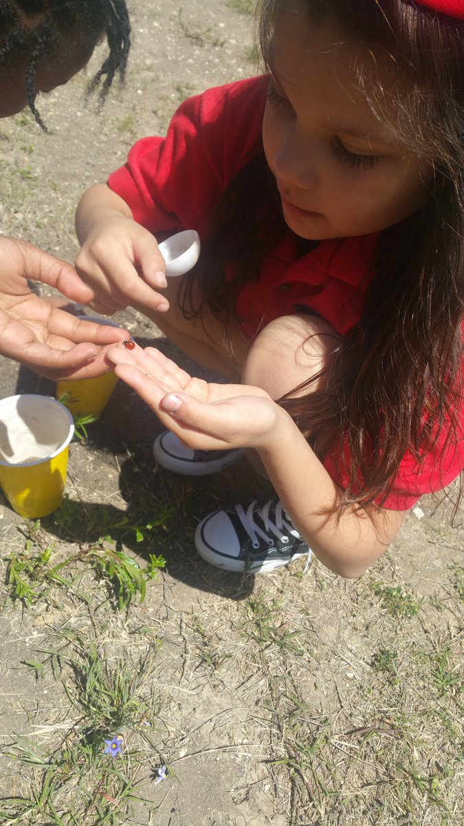 MerileeBarring2's tweet photo. During science class today we went to dig in the dirt. One scholar got a nice surprise. A ladybug decided to visit her. She was so excited. @CHISDCP #learningbeyondthewalls https://t.co/BFUvInUsfM