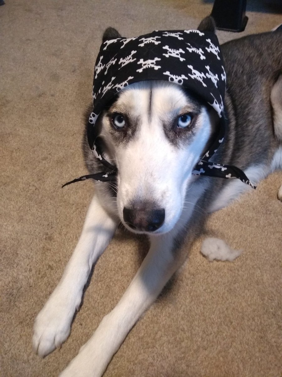 BatDogBogie's tweet photo. How exactly do you wear a pirate bandana? #AskingForAFriend #bigears @barkbox #BarkBoxDay https://t.co/epI7NOvvt0