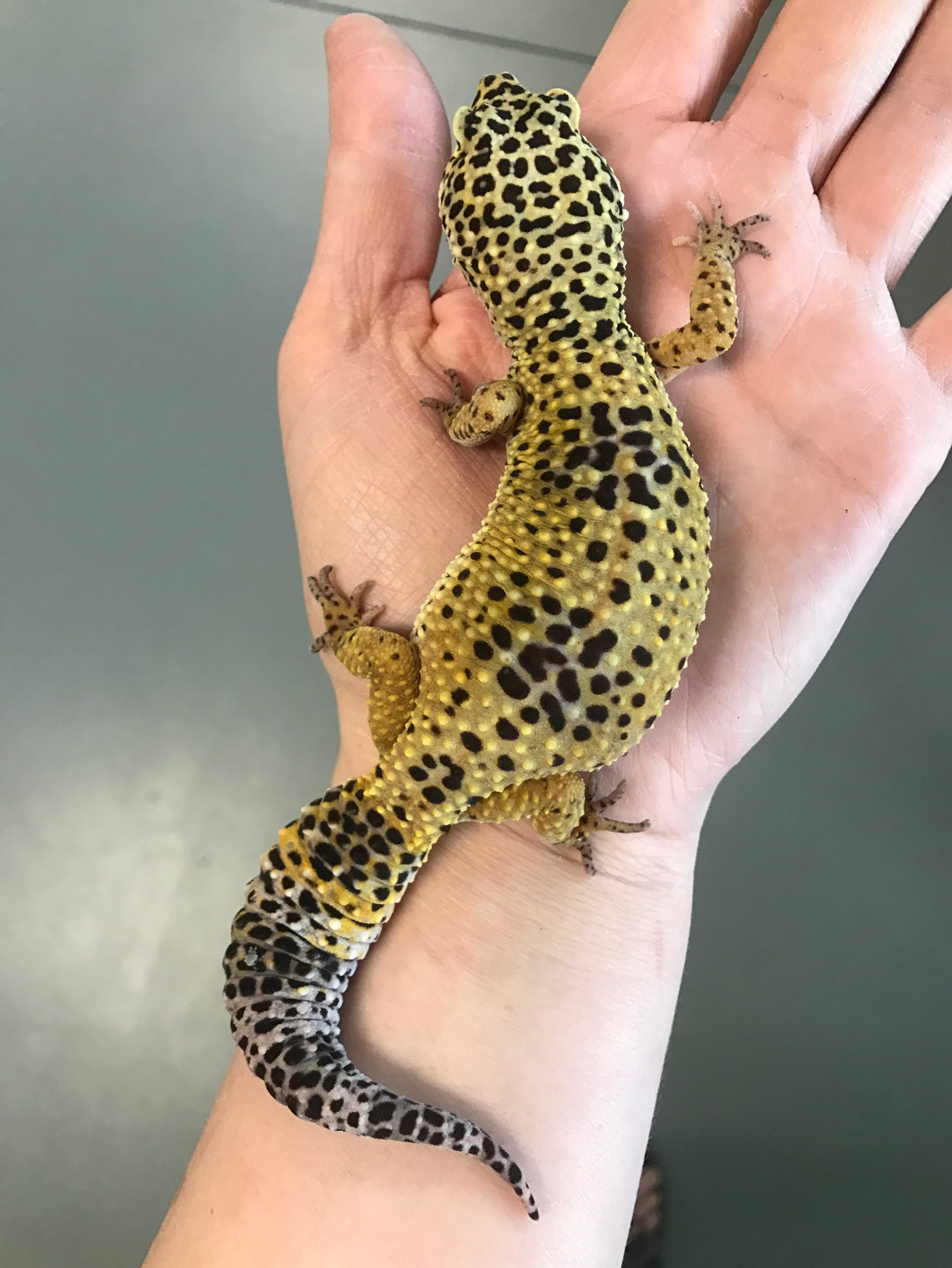 maura on X: “He’s fully grown btw. Here’s a healthy adult leopard