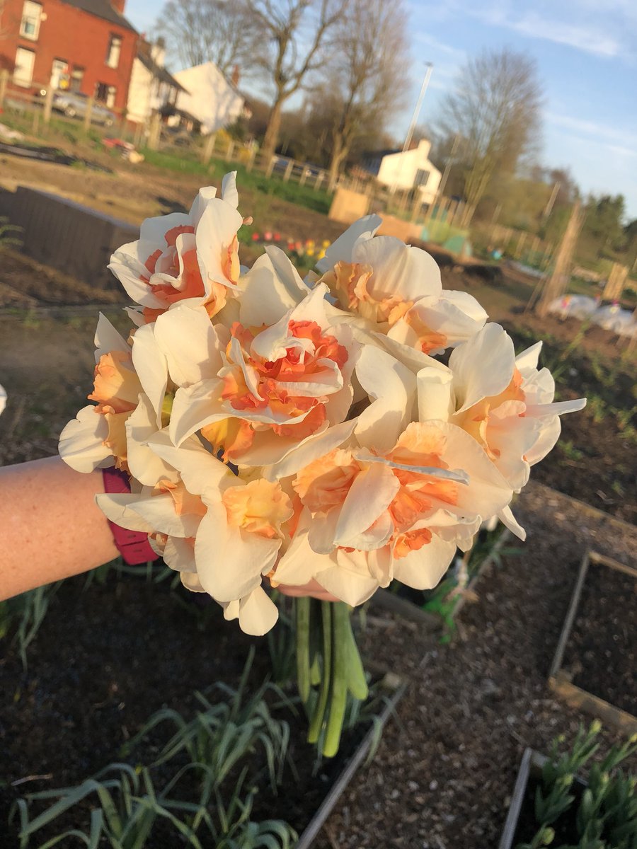whatsonplot27's tweet photo. Cut flower beds are starting to produce on the #allotment #plot27 #gyo #daffodil https://t.co/XTJT8kzmgO