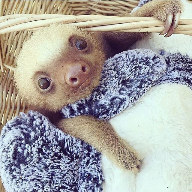 instasloths's tweet photo. Tag someone to cheer up their Wednesday! ❤️ Cr: @samtrull #sloths #instasloths https://t.co/pYNDYJtTq9 https://t.co/zuBWJ7XXrD
