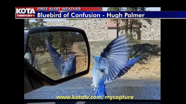 KOTAheymike's tweet photo. Sure signs of Spring - The bluebird (although a little confused!) and the flowers blooming in Gillette!
Skies clear out and the winds die down tonight. And we start with sunshine and light winds in the morning, then the clouds and winds pick up after Noon. https://t.co/QRIuP9L0y9