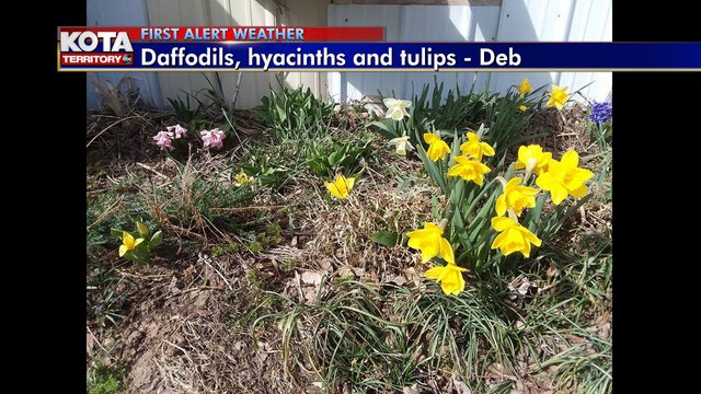 KOTAheymike's tweet photo. Sure signs of Spring - The bluebird (although a little confused!) and the flowers blooming in Gillette!
Skies clear out and the winds die down tonight. And we start with sunshine and light winds in the morning, then the clouds and winds pick up after Noon. https://t.co/QRIuP9L0y9