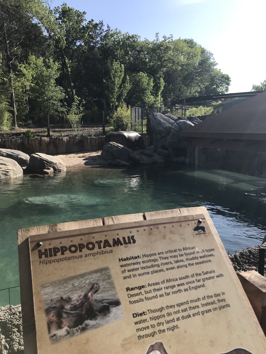 MDI_Contractors's tweet photo. MDIs young contractors are checking out Turner’s amazing work at the hippopotamus exhibit at the @DallasZoo https://t.co/iVRL0hkpV0