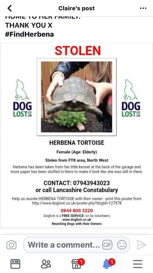 TortSusan's tweet photo. Concern during UK April #heatwave fate of stolen Herbena, tortoise Lytham St. Anne's, N.W. UK - stolen from hibernation box: should NOW be DRINKING/eating! #TooHotToHandleUK (think there is now a reward offered) @MissingPetsGB @PetsAlertUK @DogslostUK @turtletweets https://t.co/lxBOSRcUQG