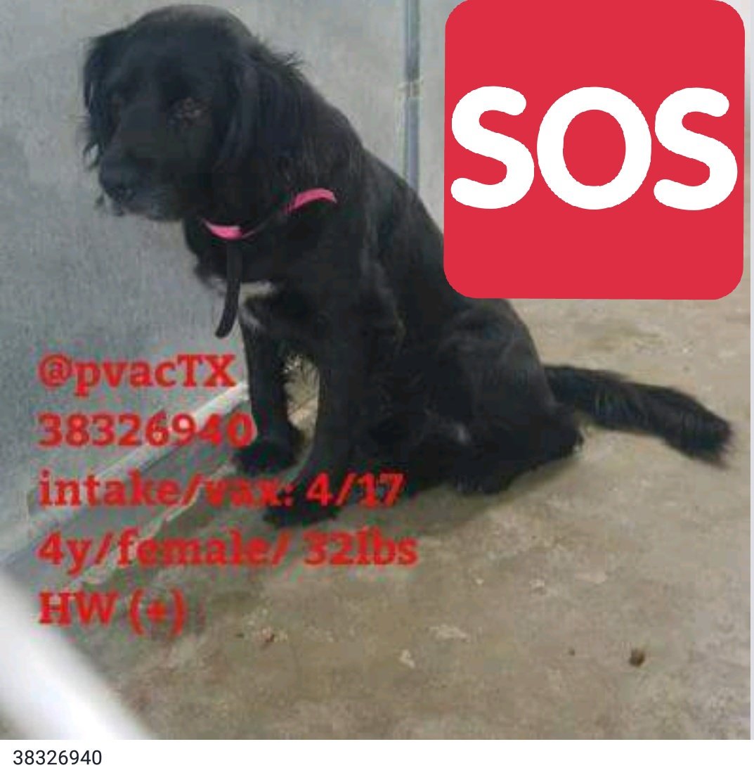 🆘️🆘️🆘️FR 4/20 I WILL BE KILLED BY FULLTIME VET TECHS #PalmValley #tx💔I'M AN INNOCENT 4YO GIRL ON #DEATHROW 🆘️🆘️🆘️
🙏PLEASE #RESCUE #FOSTER #Adopt ME #URGENTLY 🙏
TAG ME VIA urgentpets@pvaconline.com (incl. MY ID-NR&amp;UR☎️CONTACT-NR)🙏#DOGS 🐾
facebook.com/pvacurgentpets/