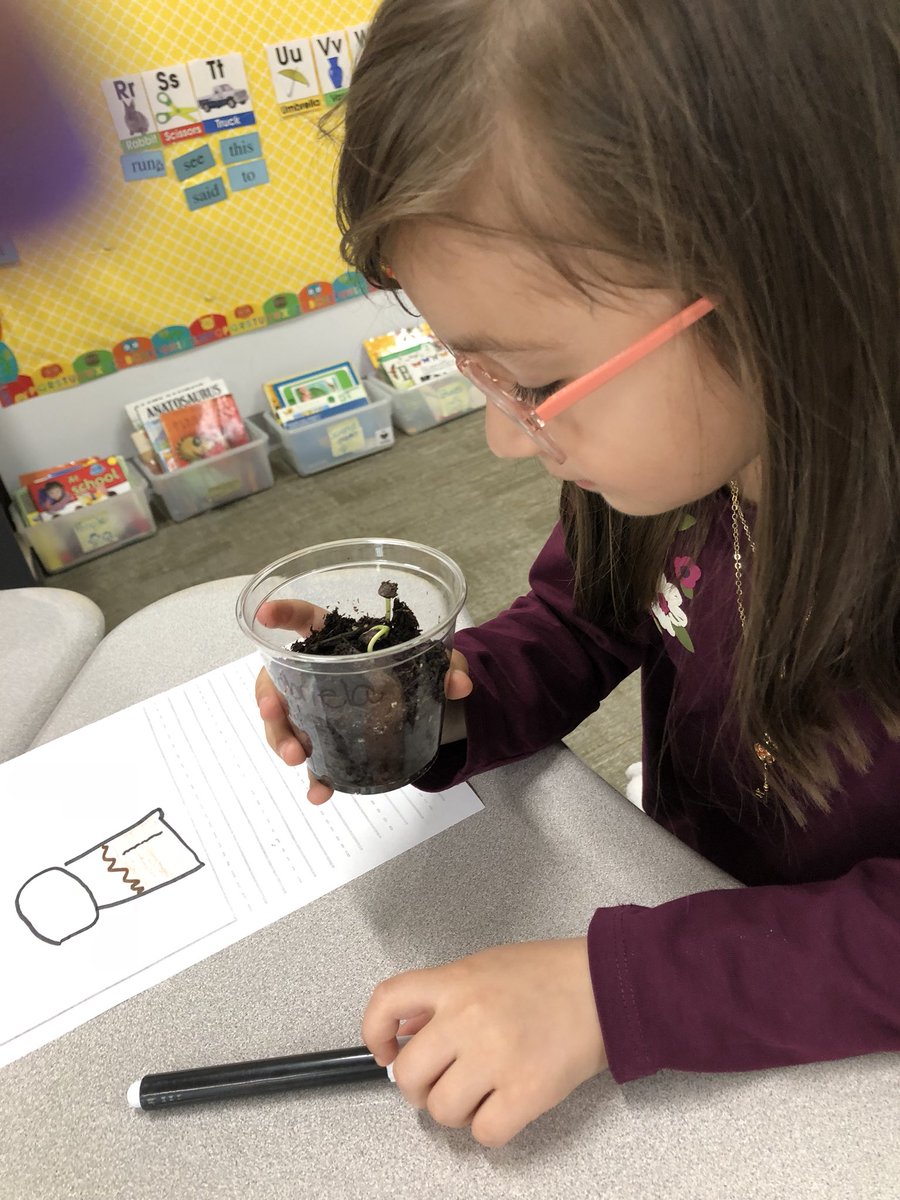Mrs_Quinteros's tweet photo. Botanists studying their plants and documenting their findings. @HooverCFISD Our plants have sprouted! We’ve got green thumbs! #ThinkLikeAKidAndHaveFun https://t.co/usFQr7bjrX